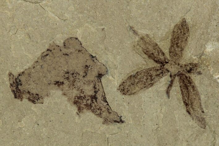 Detailed Fossil Flower - Green River Formation, Utah #356666